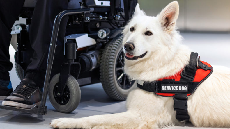 Understanding the Difference Between Service Animals and Emotional Support Animals in the Workplace